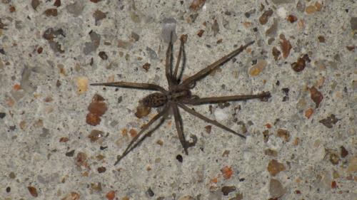 Eratigena atrica